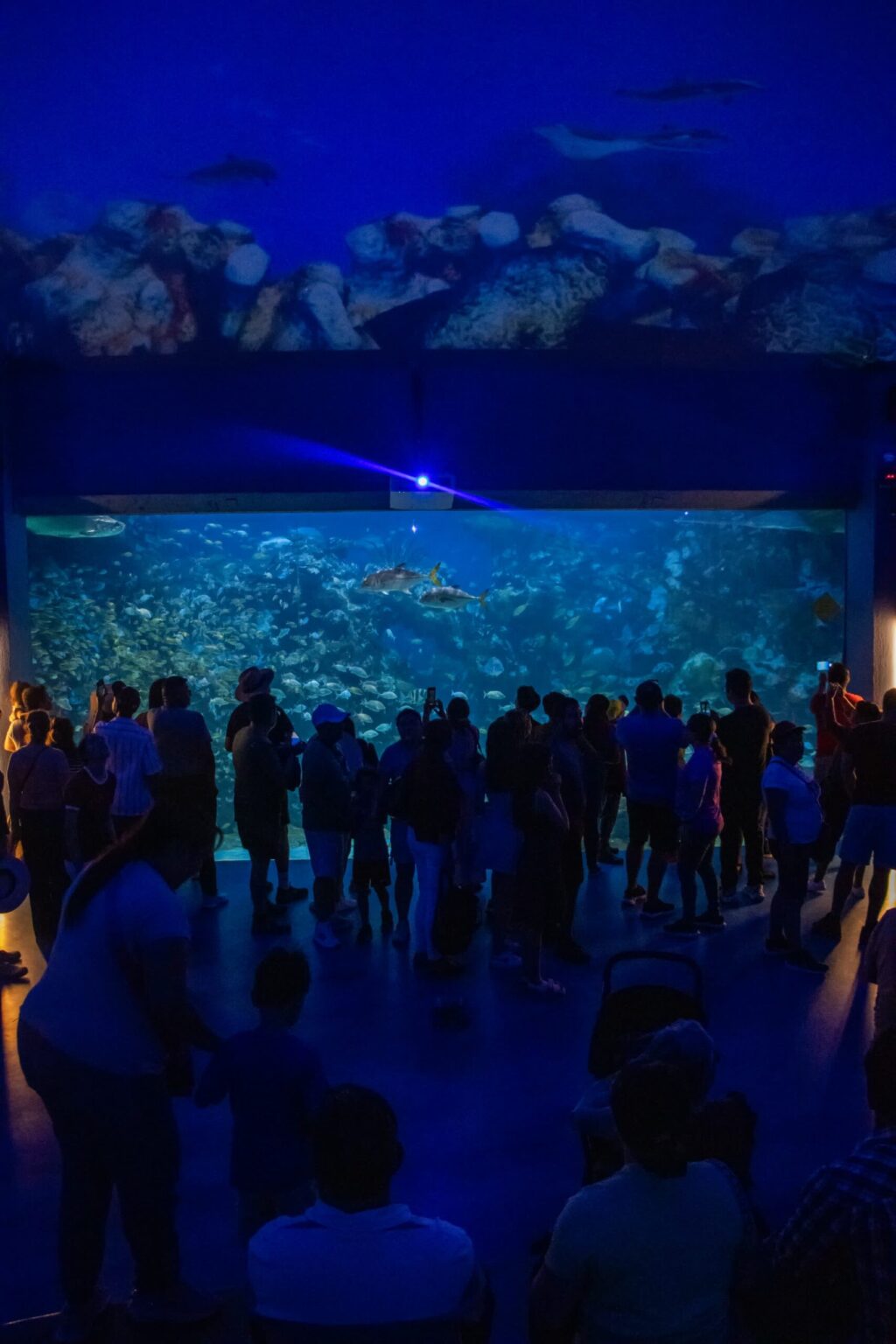 Récord de visitantes en Aquarium del Puerto de Veracruz durante Semana Santa